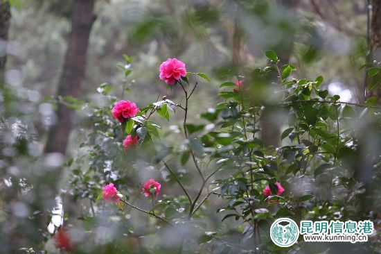 第三十屆茶花展金殿啟幕。