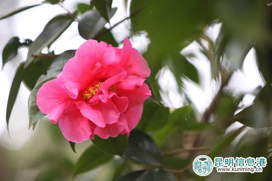 早山茶初綻。