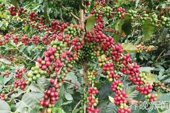 德宏小粒咖啡等云南3優(yōu)勢區(qū)入選國家“特優(yōu)區(qū)”