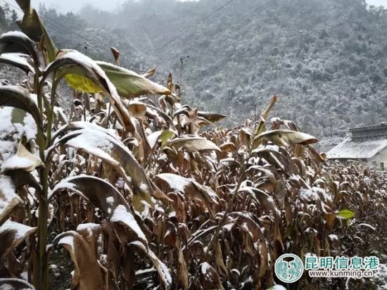 云南新一輪斷崖式降溫 已發(fā)布50個(gè)氣象災(zāi)害預(yù)警