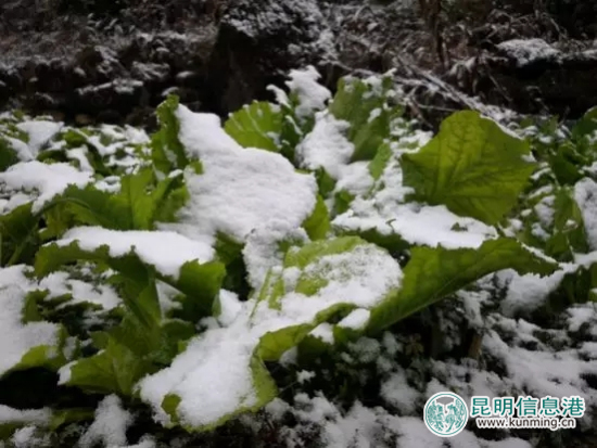 云南新一輪斷崖式降溫 已發(fā)布50個(gè)氣象災(zāi)害預(yù)警