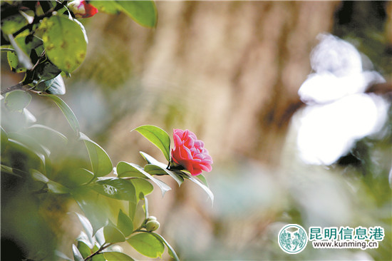 公園景觀提升打造“一園一特色”城市客廳添魅力