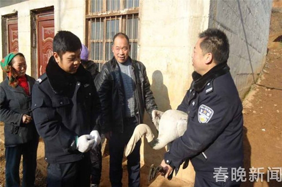 昭通永善:黑頸鶴斷翅難飛 好心人接力救助 昭通永善:黑頸鶴斷翅難飛 好心人接力救助