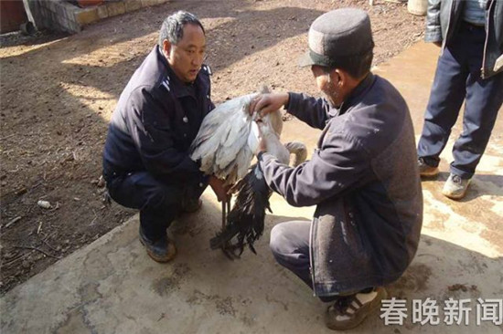 昭通永善:黑頸鶴斷翅難飛 好心人接力救助 昭通永善:黑頸鶴斷翅難飛 好心人接力救助