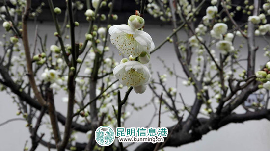 點點梅花墜枝頭 點點梅花墜枝頭