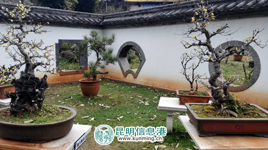 盆景園一角 盆景園一角