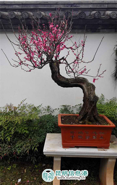 造型別致的梅花盆景 造型別致的梅花盆景