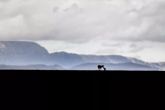 重磅丨2017新華社年度照片精選