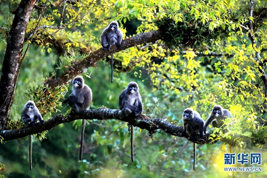 德宏發(fā)現(xiàn)菲氏葉猴中國(guó)最大群體 德宏發(fā)現(xiàn)菲氏葉猴中國(guó)最大群體