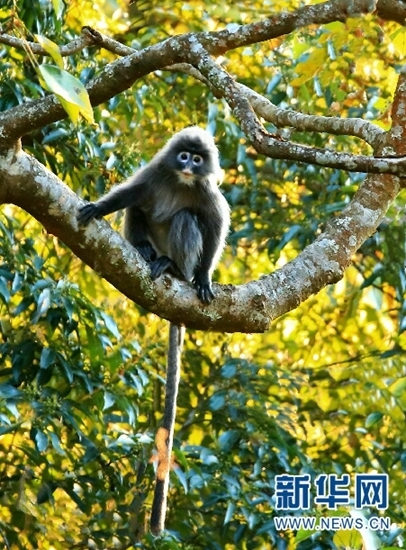 德宏發(fā)現(xiàn)菲氏葉猴中國(guó)最大群體 德宏發(fā)現(xiàn)菲氏葉猴中國(guó)最大群體