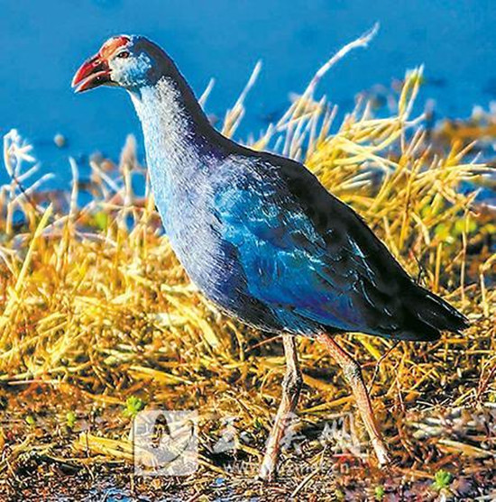 “世界最美水鳥”紫水雞現(xiàn)身杞麓湖 “世界最美水鳥”紫水雞現(xiàn)身杞麓湖