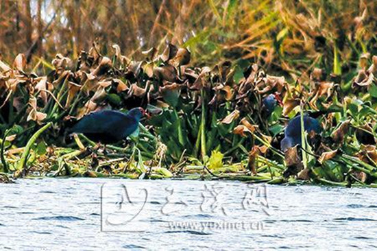 “世界最美水鳥”紫水雞現(xiàn)身杞麓湖 “世界最美水鳥”紫水雞現(xiàn)身杞麓湖