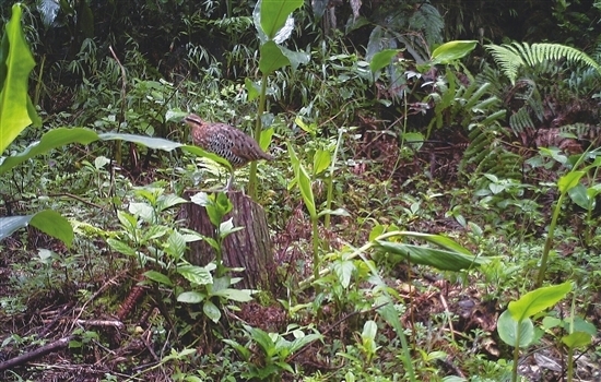 白腹錦雞長(zhǎng)尾雉多次在西疇現(xiàn)蹤