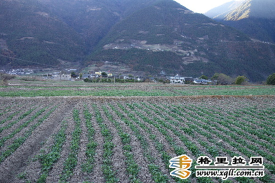 小田改大田后，勞動成本下降了，生產(chǎn)效益提高了。圖為中藥材基地木香長勢良好。