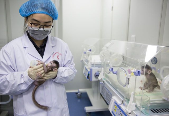 世界生命科學重大突破 兩只克隆猴在中國誕生