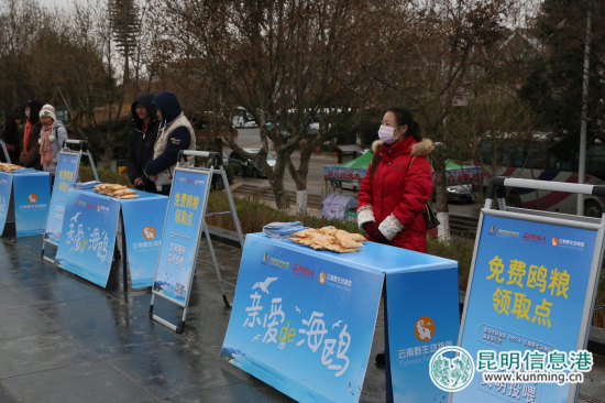 云南野生動(dòng)物園開(kāi)展公益活動(dòng) 海埂大壩免費(fèi)發(fā)放鷗糧 云南野生動(dòng)物園開(kāi)展公益活動(dòng) 海埂大壩免費(fèi)發(fā)放鷗糧