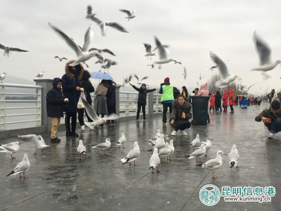 云南野生動(dòng)物園開(kāi)展公益活動(dòng) 海埂大壩免費(fèi)發(fā)放鷗糧 云南野生動(dòng)物園開(kāi)展公益活動(dòng) 海埂大壩免費(fèi)發(fā)放鷗糧