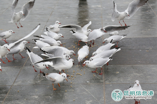 云南野生動(dòng)物園開(kāi)展公益活動(dòng) 海埂大壩免費(fèi)發(fā)放鷗糧 云南野生動(dòng)物園開(kāi)展公益活動(dòng) 海埂大壩免費(fèi)發(fā)放鷗糧