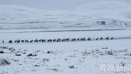 冰雪封凍下鶴舞高原 昭通大山包美出新境界 冰雪封凍下鶴舞高原 昭通大山包美出新境界