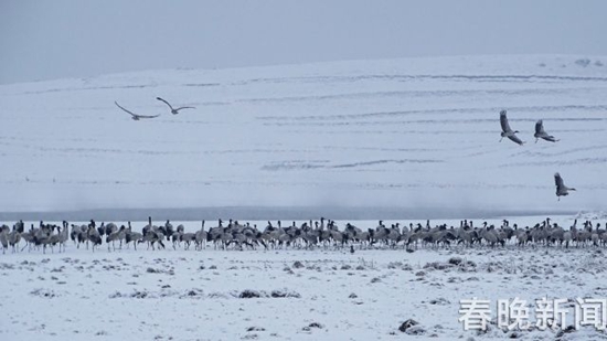 冰雪封凍下鶴舞高原 昭通大山包美出新境界 冰雪封凍下鶴舞高原 昭通大山包美出新境界