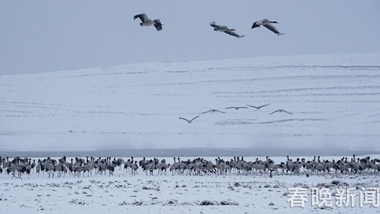 冰雪封凍下鶴舞高原 昭通大山包美出新境界 冰雪封凍下鶴舞高原 昭通大山包美出新境界