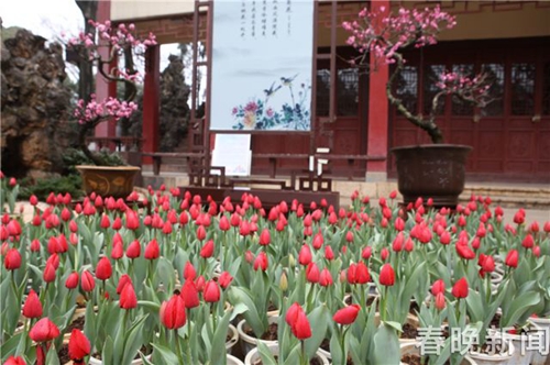 大觀樓20萬株郁金香迎春待客 新春將開啟三大活動