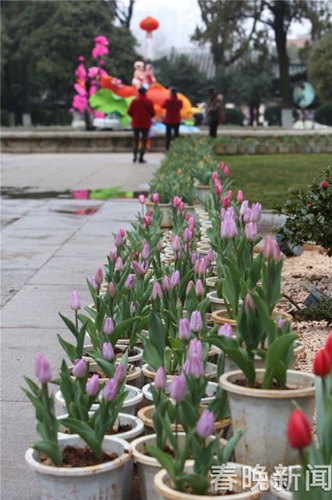 大觀樓20萬株郁金香迎春待客 新春將開啟三大活動