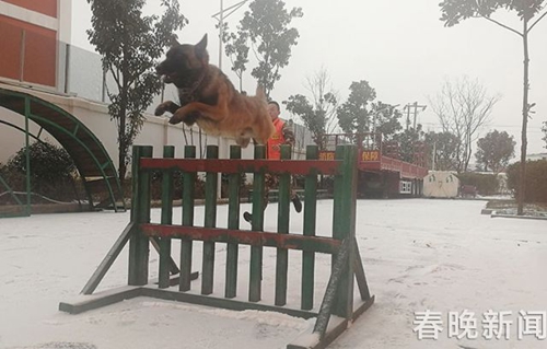 消防隊(duì)搜救犬不一般 冰天雪地苦練功