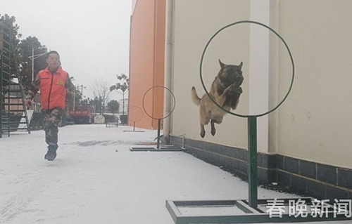 消防隊(duì)搜救犬不一般 冰天雪地苦練功