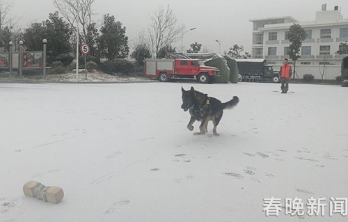 消防隊(duì)搜救犬不一般 冰天雪地苦練功