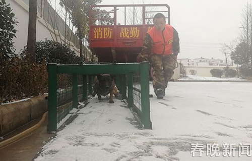 消防隊(duì)搜救犬不一般 冰天雪地苦練功