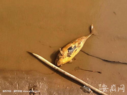 長江池州段發(fā)現死亡江豚 “微笑天使”日益減少 長江池州段發(fā)現死亡江豚 “微笑天使”日益減少