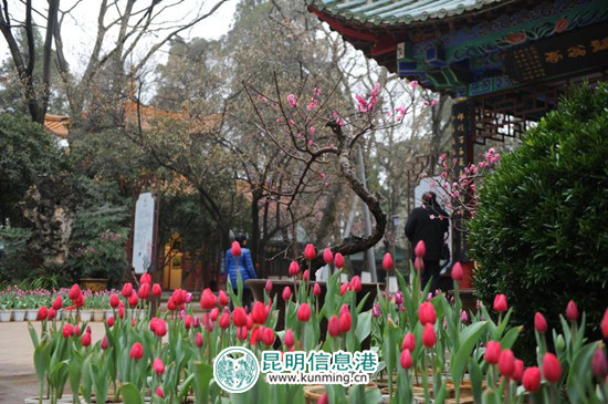 含苞待放的郁金香。昆明日?qǐng)?bào)記者楊艷輝/攝