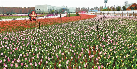 昆明撈魚河濕地公園百萬株郁金香迎春
