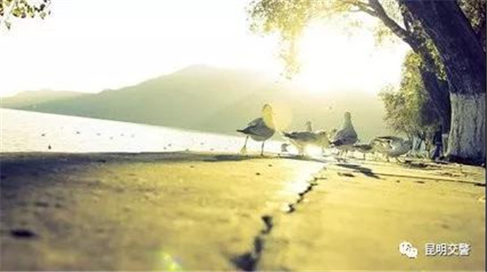 昆明春節(jié)熱門景點TOP10出 昆明春節(jié)熱門景點TOP10出