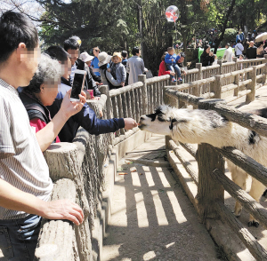 游客向動物投喂食物。