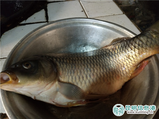 吃魚象征著年年有余 吃魚象征著年年有余