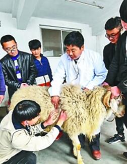 河北省饒陽縣職業(yè)技術(shù)學(xué)校探索校企合作人才培養(yǎng)新模式，有效提高了學(xué)生的創(chuàng)新能力和專業(yè)技能。圖為畜牧獸醫(yī)專業(yè)的老師講解牲畜的聽診、叩診。