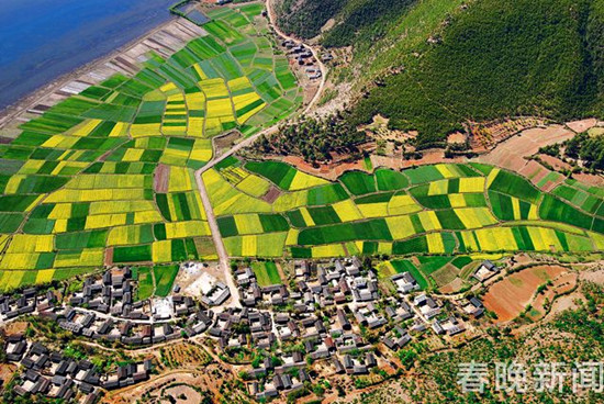 美似油畫！長江第一灣2000多畝油菜花次第盛放