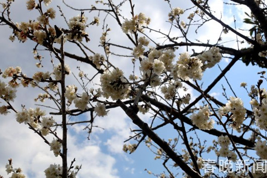 美似油畫！長江第一灣2000多畝油菜花次第盛放