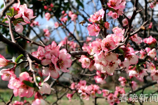 美似油畫！長江第一灣2000多畝油菜花次第盛放