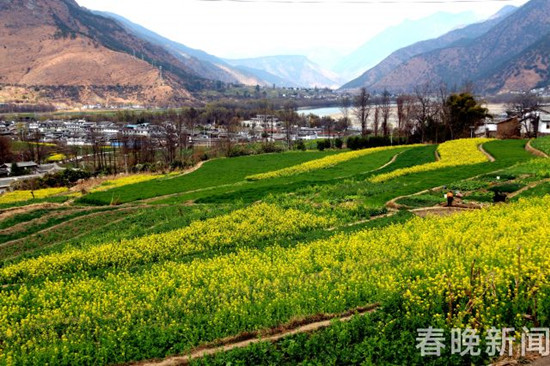 美似油畫！長江第一灣2000多畝油菜花次第盛放