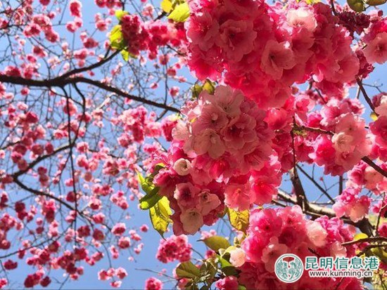 日本賞櫻游預訂量價齊升 昆明圓通山賞櫻人氣旺