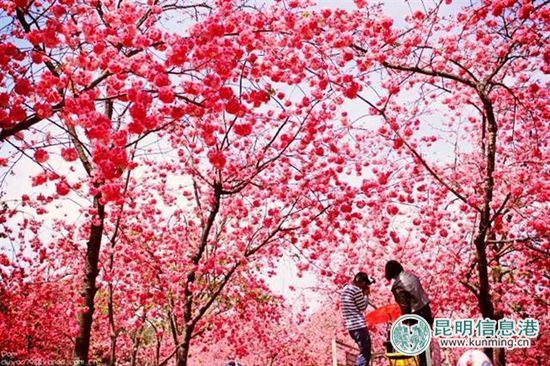 日本賞櫻游預訂量價齊升 昆明圓通山賞櫻人氣旺