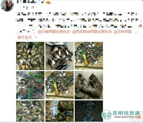 獵殺野生動(dòng)物還發(fā)微博炫耀 犯罪嫌疑人被西雙版納警方查獲
