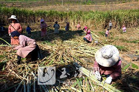 甘蔗大豐收 蔗農(nóng)收割忙 甘蔗大豐收 蔗農(nóng)收割忙