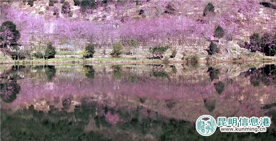 水中倒映著櫻花盛開的美景。