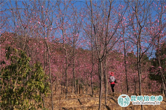 王家小院櫻花初綻。