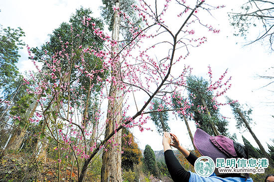 桃花文化節(jié)在昆明市郊野公園啟幕 賞“十里桃林”正當(dāng)時(shí) 桃花文化節(jié)在昆明市郊野公園啟幕 賞“十里桃林”正當(dāng)時(shí)