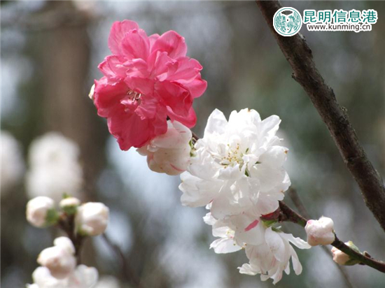第十八屆春城桃花文化節(jié)在郊野公園絢麗啟幕 第十八屆春城桃花文化節(jié)在郊野公園絢麗啟幕